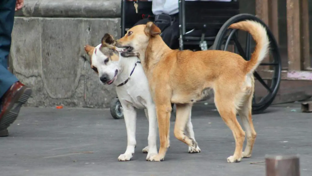 AGUS-F6J Necesario de disminuir el número de población canina y de gatos sin dueño en las calles, la legisladora panista Andrea Gordillo Vega (2)